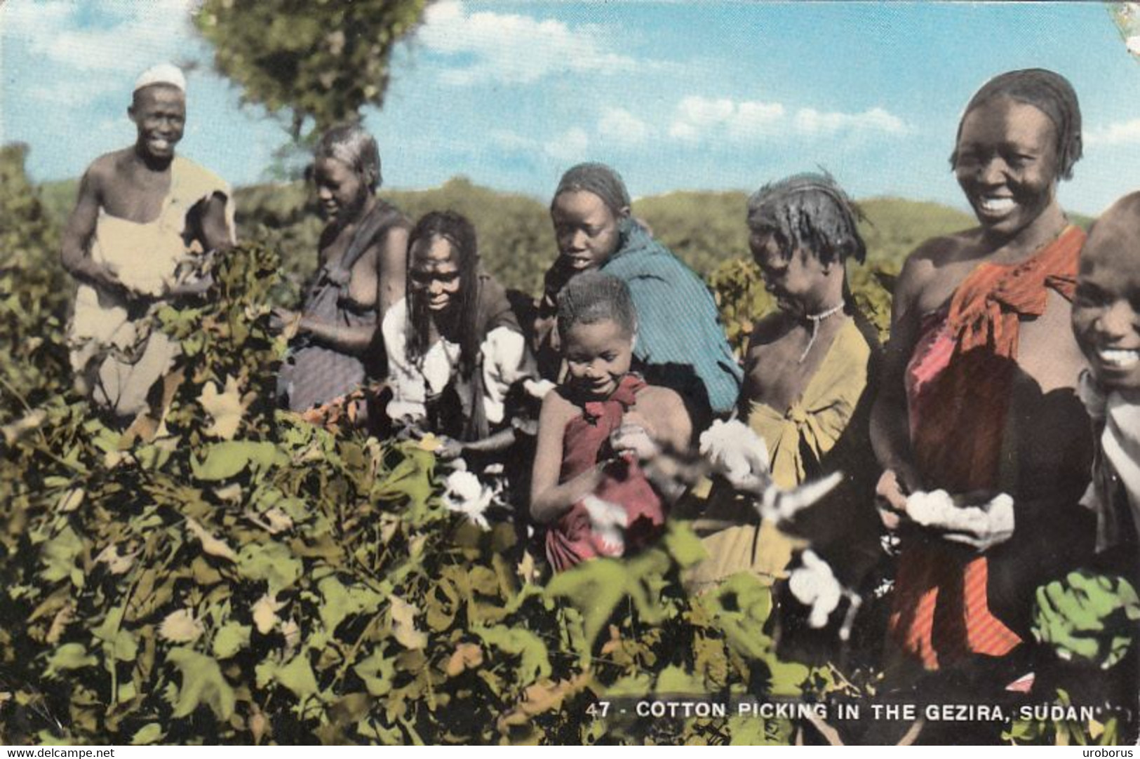 SUDAN - Cotton Picking In The Gezira - Sudan