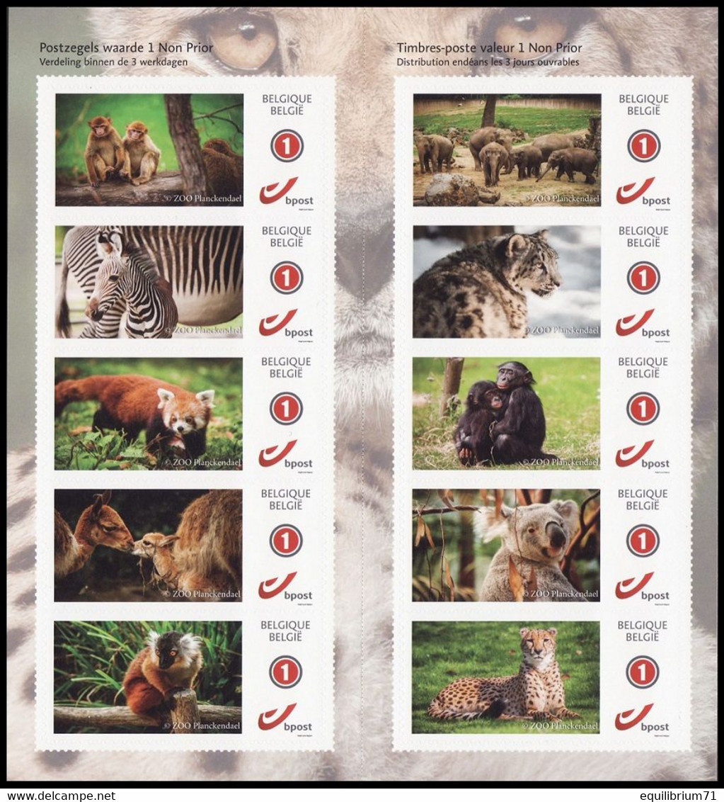 DUOSTAMP** / MYSTAMP** - Zoo Planckendael - Autocollant / Zelfklevend / Selbstklebend - Chimpancés