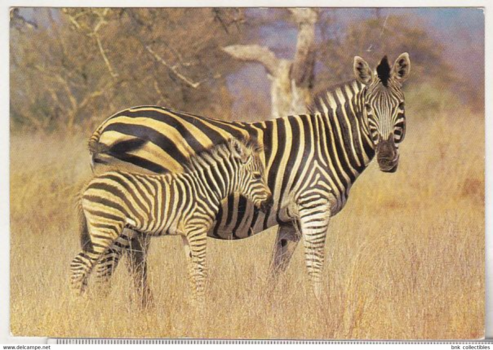 South Africa Uncirculated Postcard - Animals - Zebra - Zebras