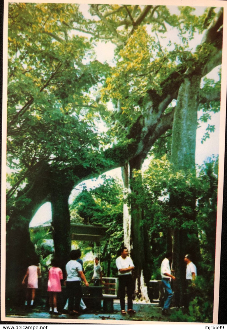 MACAU 70'S TWIN TREE INSIDE THE TEMPLE OF KUNYAM #403 - Macao