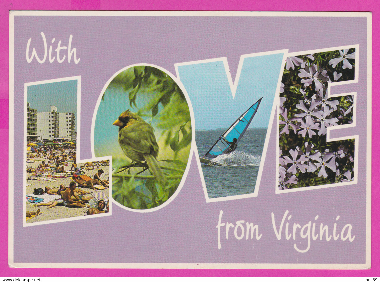 279972 / Virginia Beach - Virginia Is For Lovers !  Hotel Beach Bird Flowers Windsurfing Windsurfen Planche A Voile PC - Virginia Beach