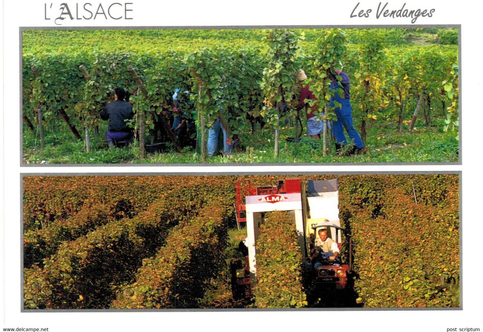 Thème - Vigne -  Alsace Vendanges Hier  Et Aujourd'hui - Vignes