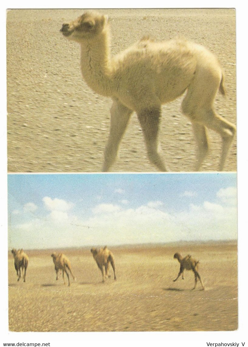 Mongolia Wild Camel, Or Havtagai (lat. Camelus Ferus) Color Photo. - Mongolia