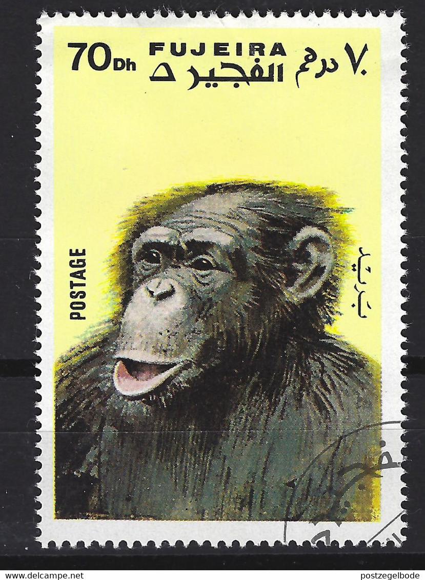 Fujeira Used ; Chimpansee - Chimpanzés