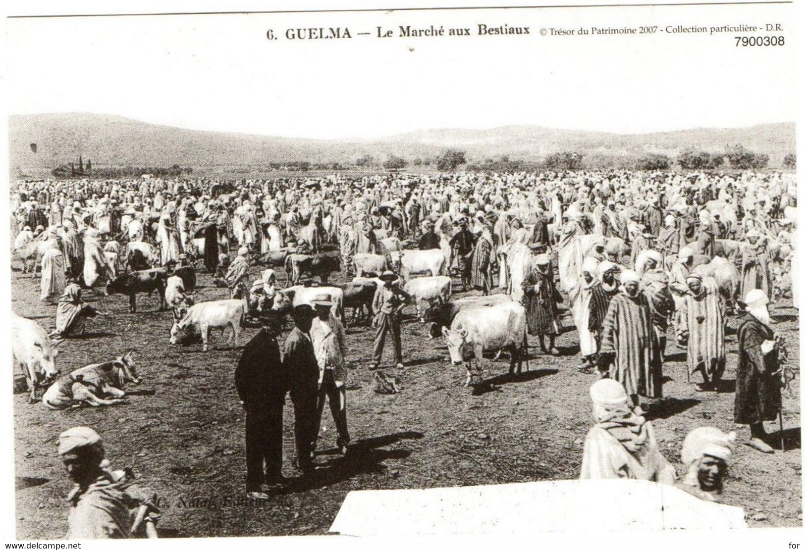 Carte Photo : Algérie :  GUELMA  : Le Marché Aux Bestiaux - N° 6 : Carte Photo Moderne : Grand Format - Guelma