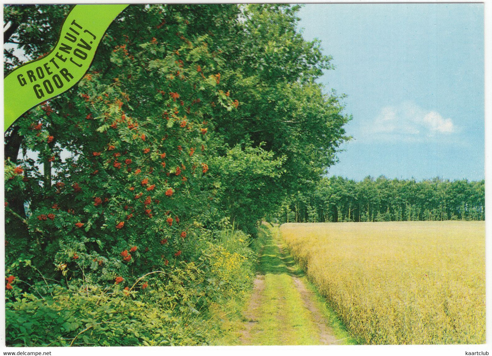 Groeten Uit Goor (Ov.) - Vlierbes, Zandpad, Korenveld - (Holland) - Goor