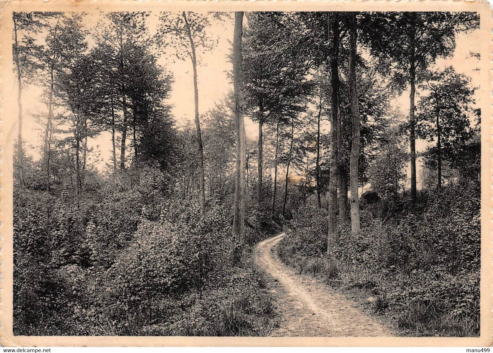 Mont De L'Enclus - Chemin Sous-bois - Kluisbergen