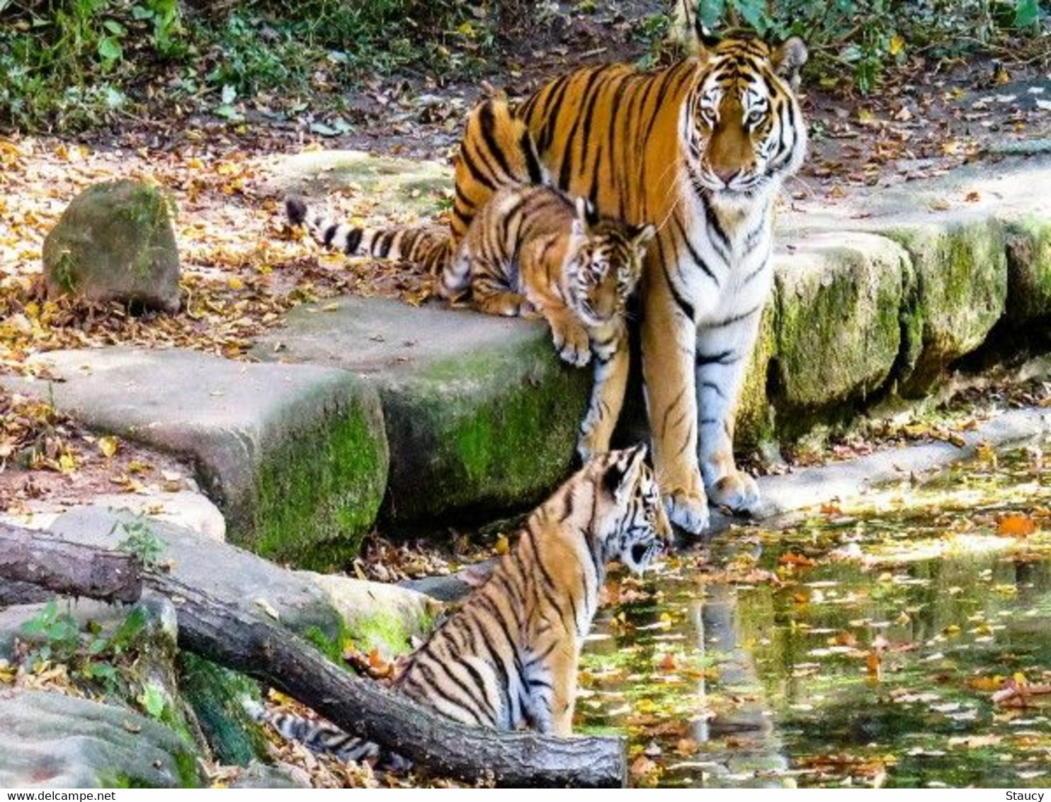 India 2022 2nd International Tiger Forum 1v Stamp MNH - Gebraucht
