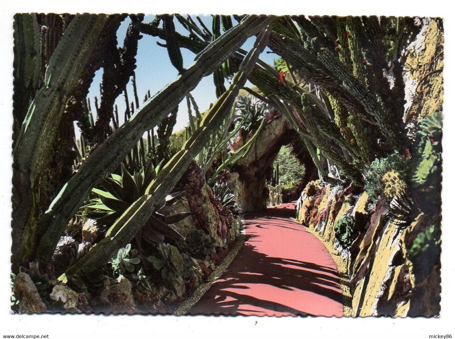 MONACO --  Jardin Exotique De Monaco --L'allée Des Cereus ...........à Saisir - Exotic Garden