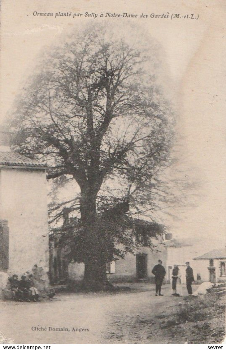 Ormeau Planté Par Sully à Notre-Dame Des Gardes (Maine-et-Loire) - Bomen