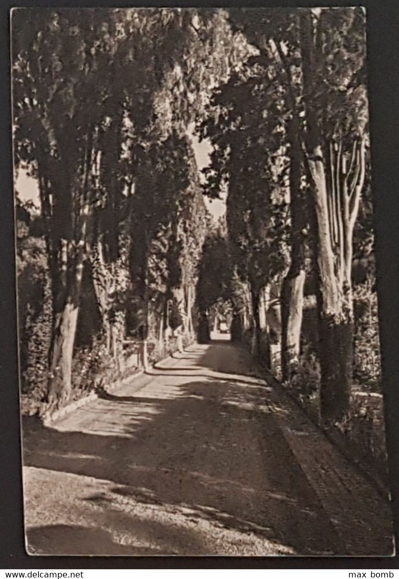 1959 ROMA 19 - DEUTSCHE AKADEMIE- VILLA MASSIMO - Parks & Gardens