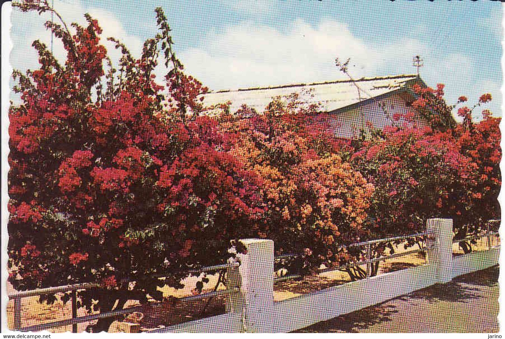 Aruba, Beautiful Flowering Trees In Residential Area, Used - Aruba