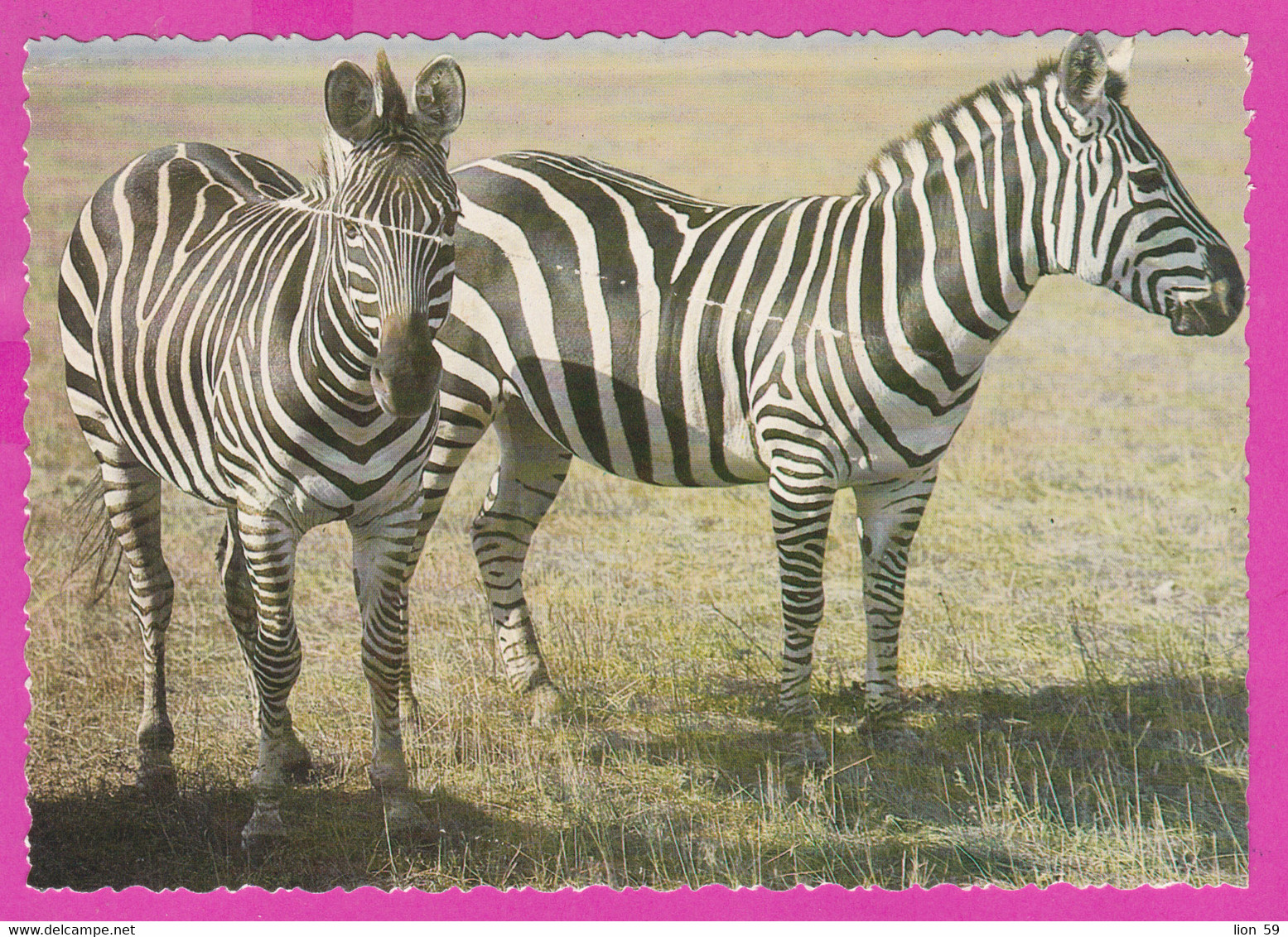 280095 / Animal  Zebra Zèbre Zebras (Hippotigris) Photo V. Istomina PC 1987 Russia USSR - Zebre