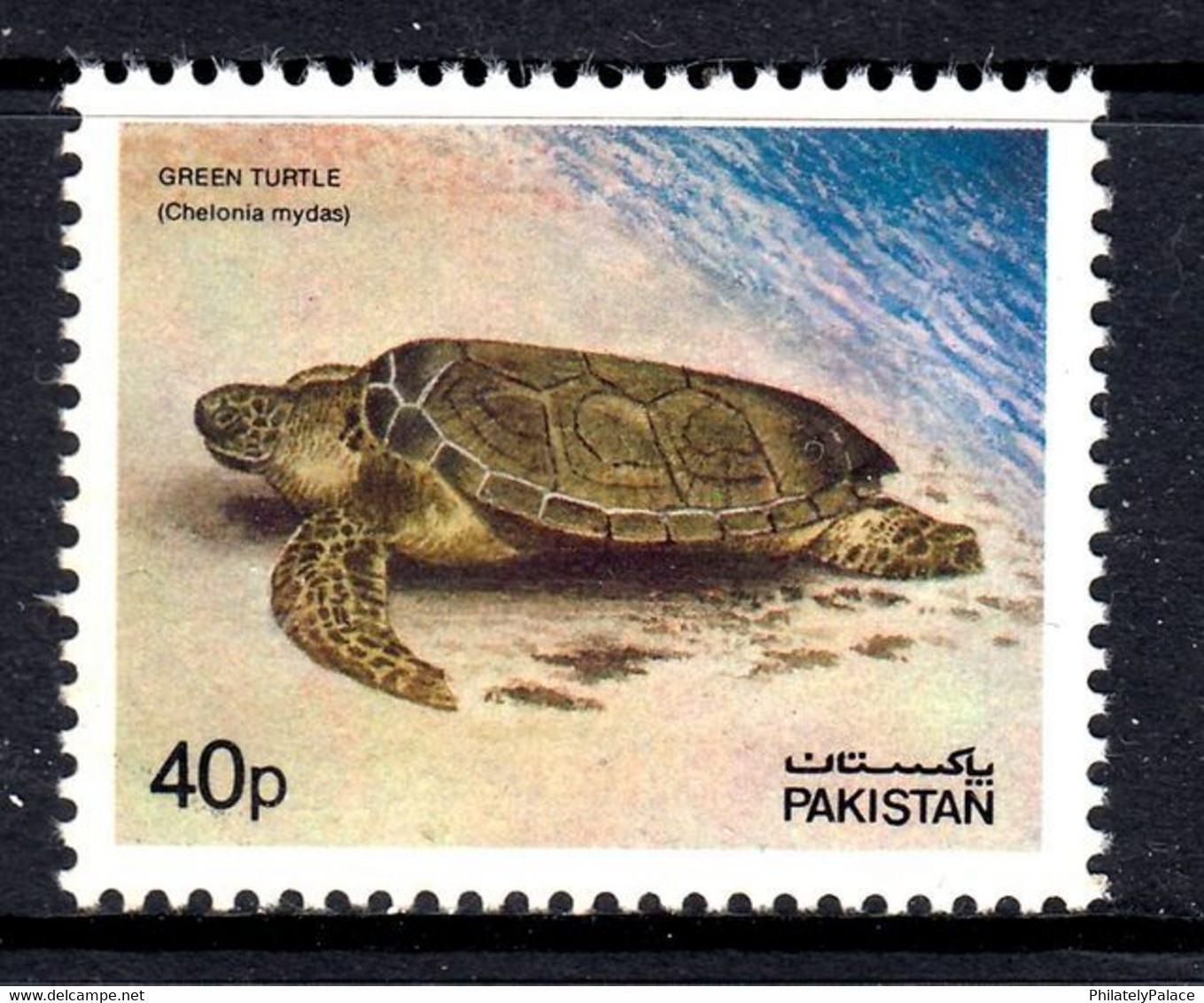 Pakistan 1981 Green Turtle Mint MNH (**) - Pakistan