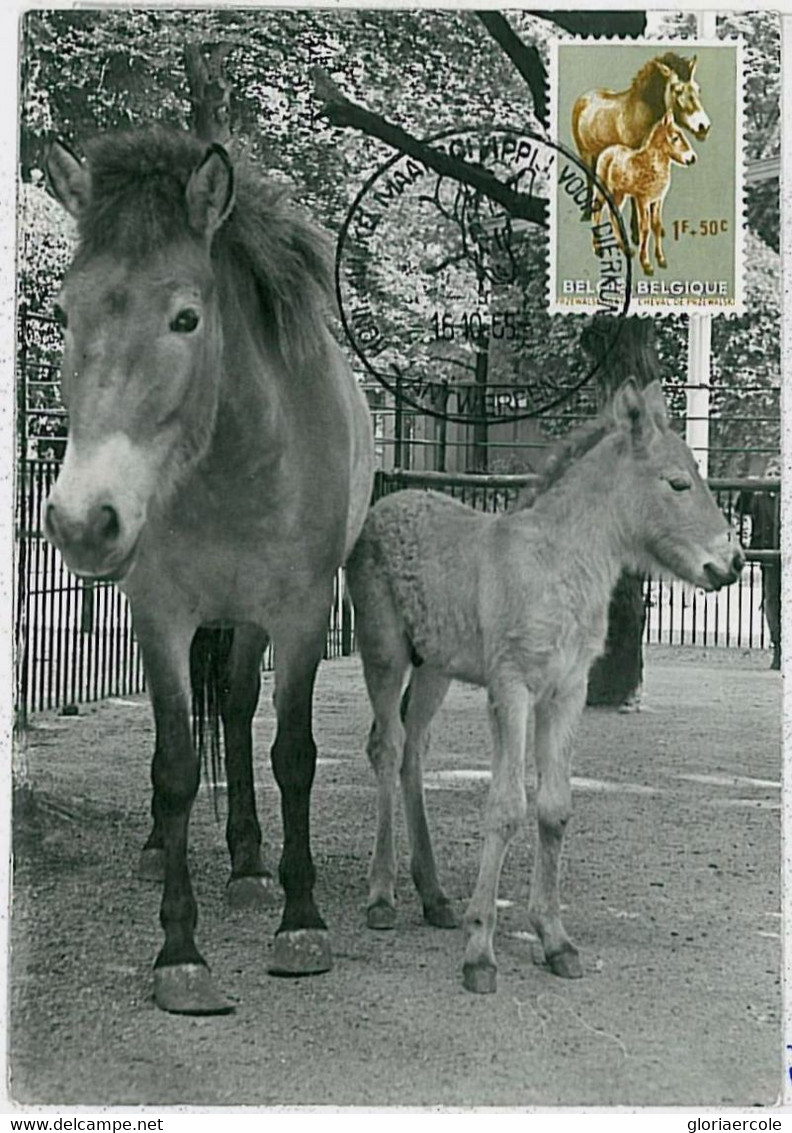 32123 - BELGIUM - POSTAL HISTORY - MAXIMUM CARD - 1965 - Donkeys ,  Fauna - Asini