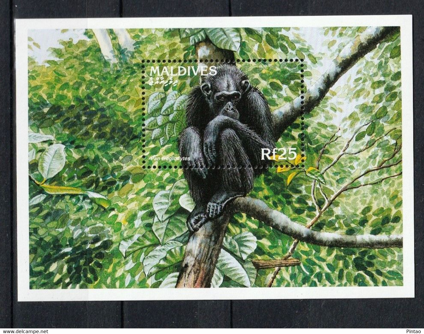 MALDIVAS- MNH (MAMÍFEROS)_ FAU0937 - Chimpanzees