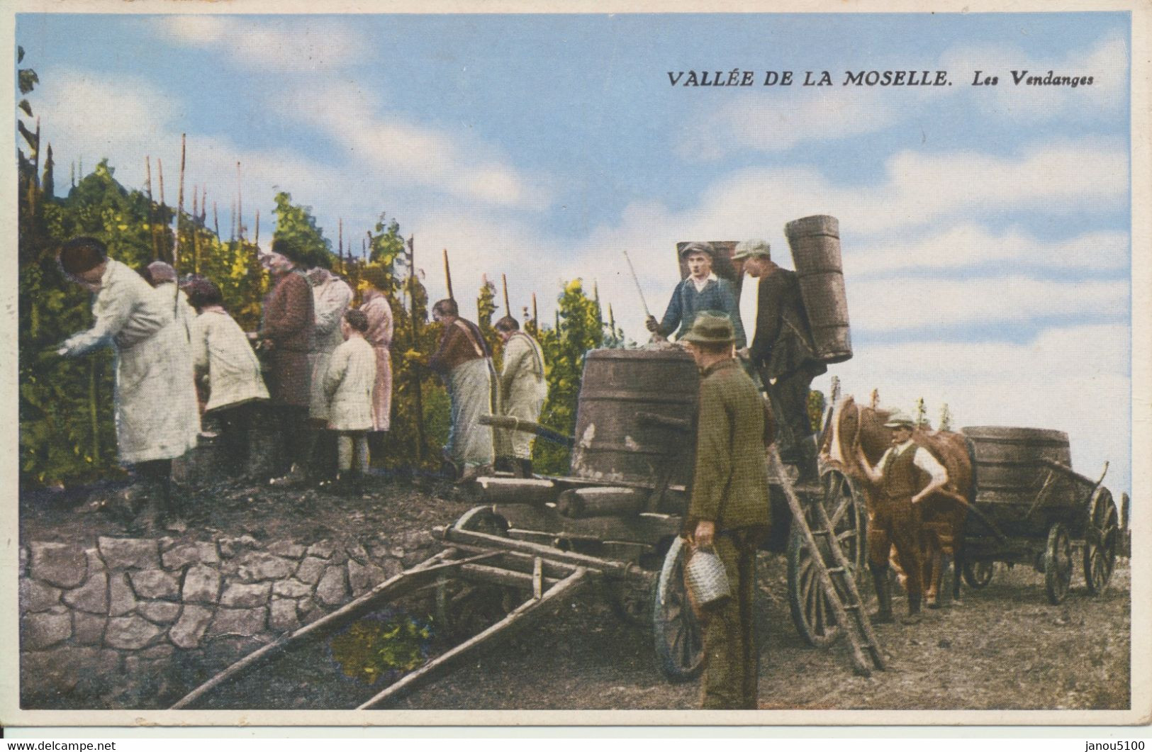 Vallée De La Moselle (Luxembourg)  Les Vendanges. - Vignes