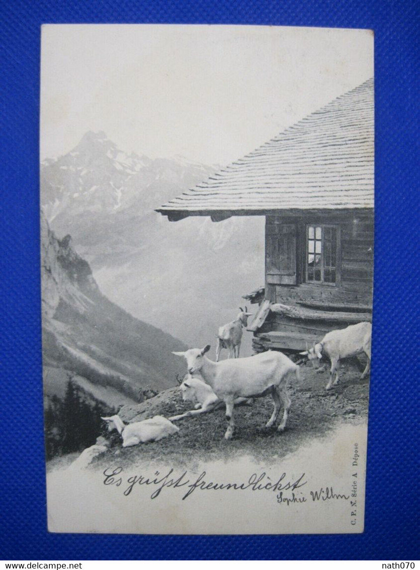 AK 1903 CPA Tiere Ziegen Heiligenstein BARR St AUBIN Berg Chèvres Alpage - Autres & Non Classés
