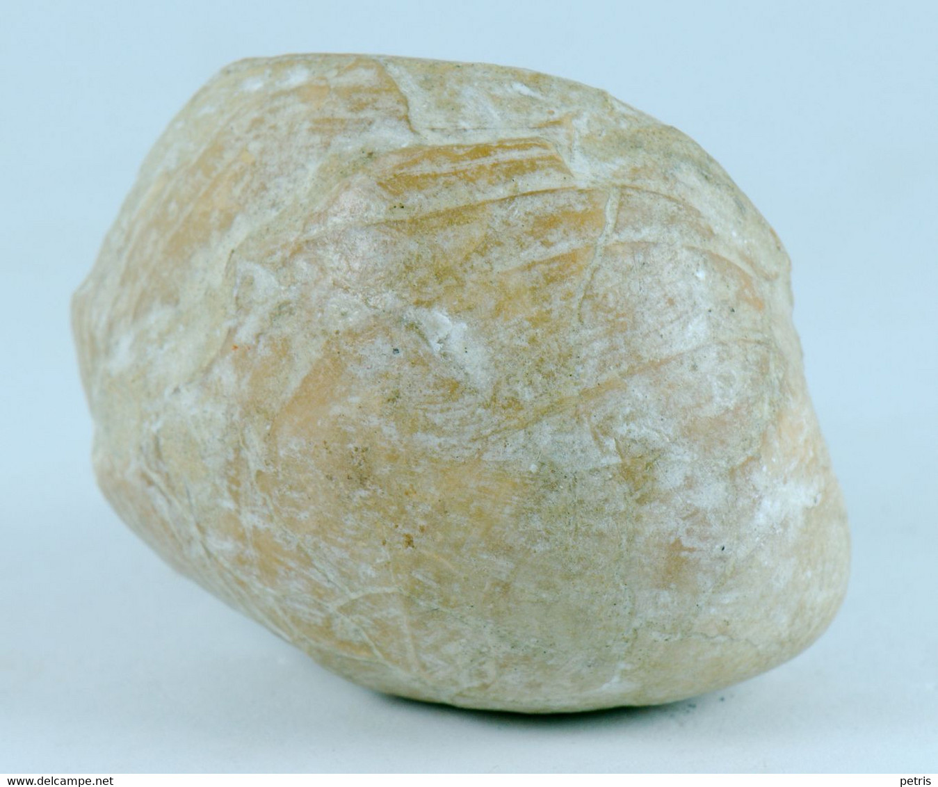 Fossil - Terebratula - Brachiopode (Francia) - Lot. 877 - Fossiles