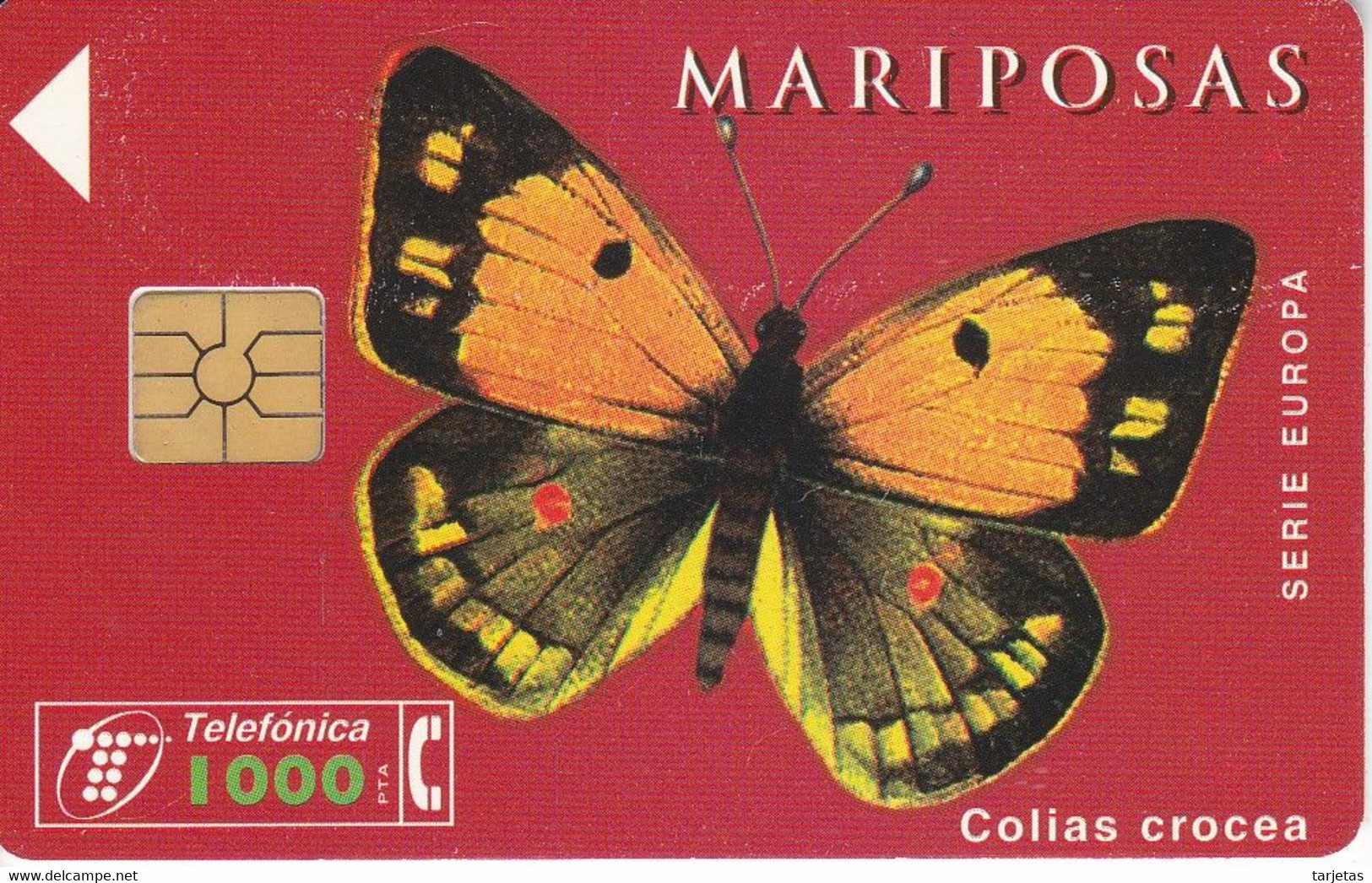 CP-100 TARJETA DE ESPAÑA DE UNA MARIPOSA COLIAS CROCEA DE TIRADA 3000 (BUTTERFLY) - Papillons