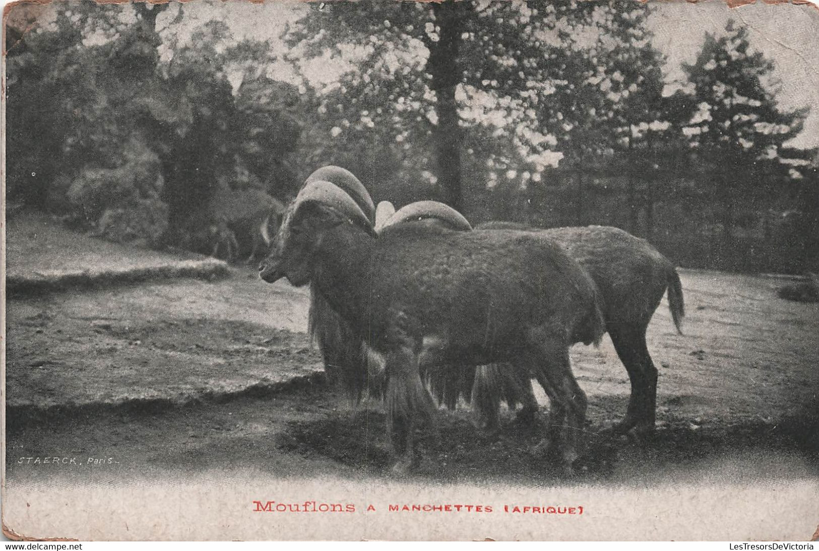 CPA Mouflons à Manchettes Afrique - Staerck Paris - - Autres & Non Classés