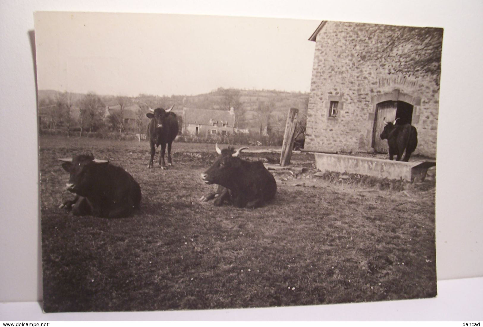 L'AUVERGNE  - AGRICULTURE - VACHES -   - ( Pas De Reflet Sur L'original ) - Autres & Non Classés