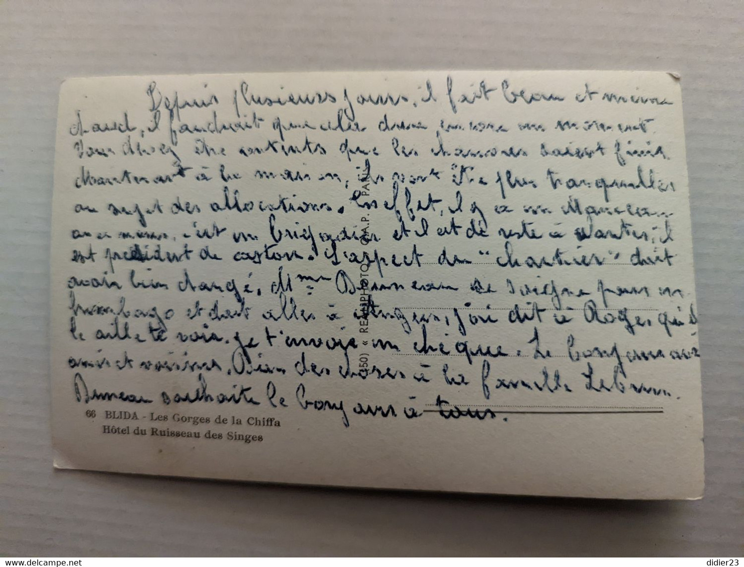 ALGERIE SINGE DE BLIDA - Blida