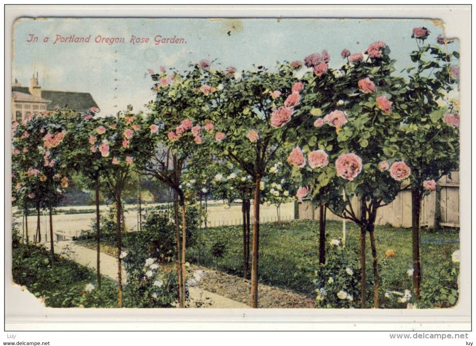 PORTLAND, OR - Rose Garden   1909 - Portland