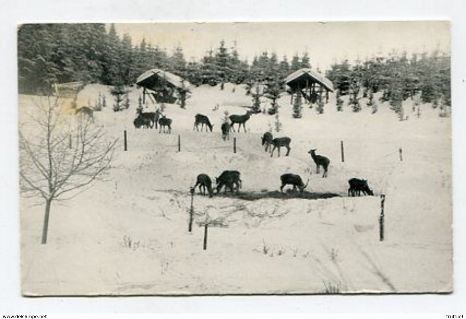 AK 077670 GERMANY - Wildfütterung Im Harz - Oberharz