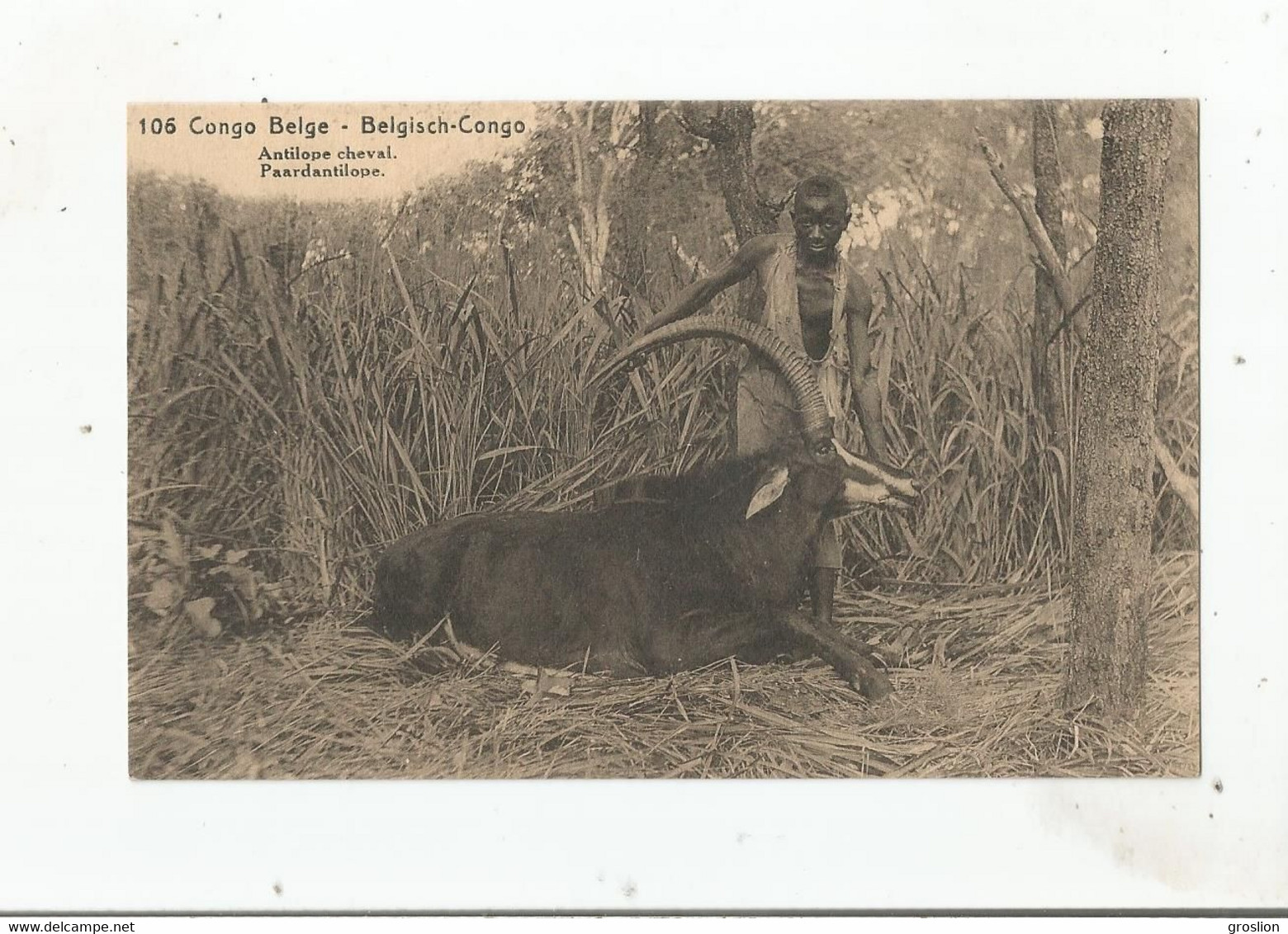 CONGO BELGE 106 ANTILOPE CHEVAL . BELGISCH CONGO PAARDANTILOPE (CARTE AVEC ENTIER POSTAL) - Congo Belge