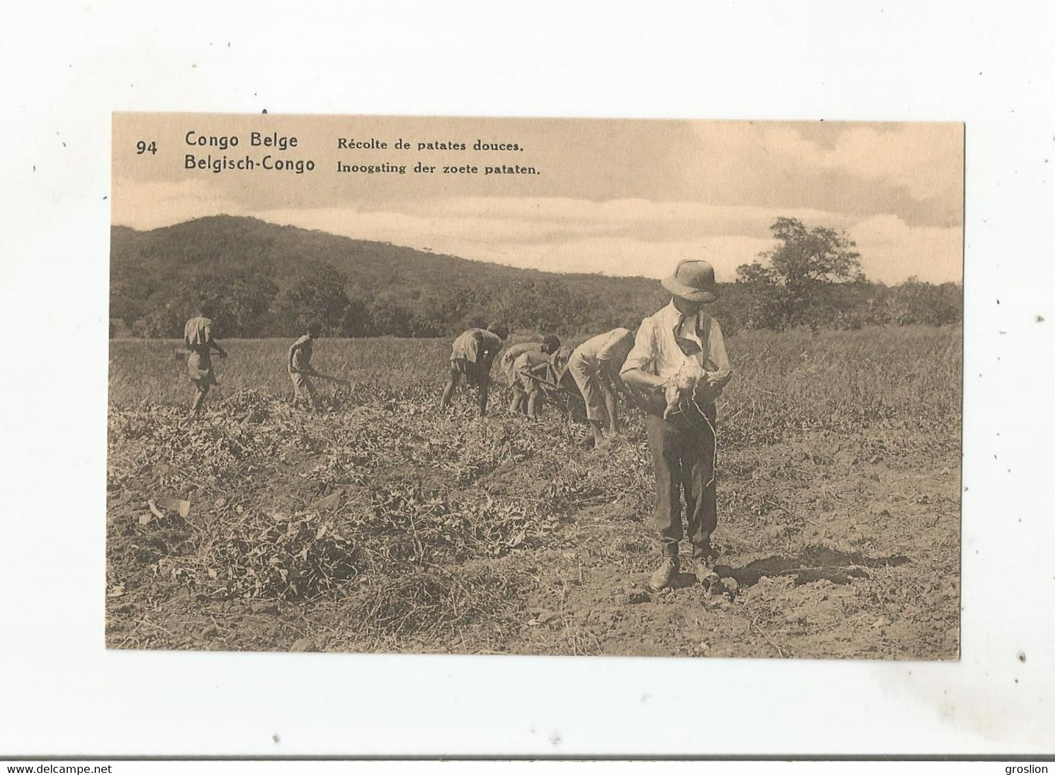 CONGO BELGE 94 RECOLTE DE PATATES DOUCES (CARTE AVEC ENTIER POSTAL) - Congo Belge