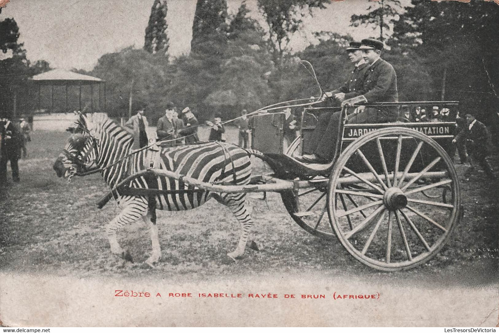 CPA Zèbre à Robe Isabelle Rayée De Brun - Afrique - Jardin D'Acclimatation - Charette à Zebre - Transport - Altri & Non Classificati