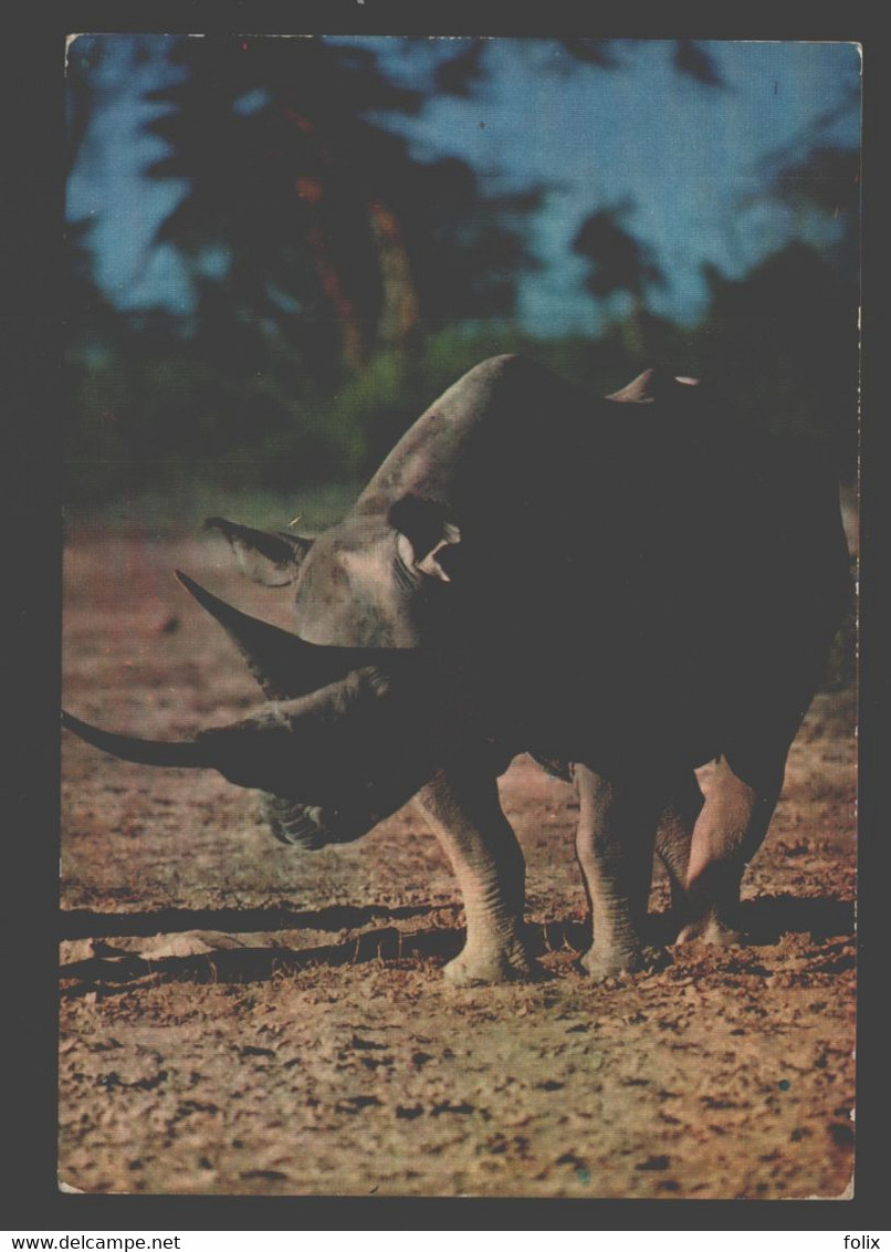 Africa - Rhinoceros - Rhinoceros
