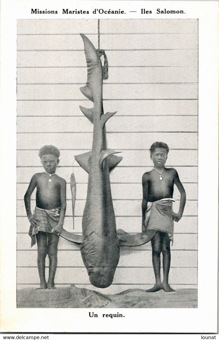 Missions Des Pères Maristes En Océanie - Un Requin   Archipel Des Salomon - Missioni