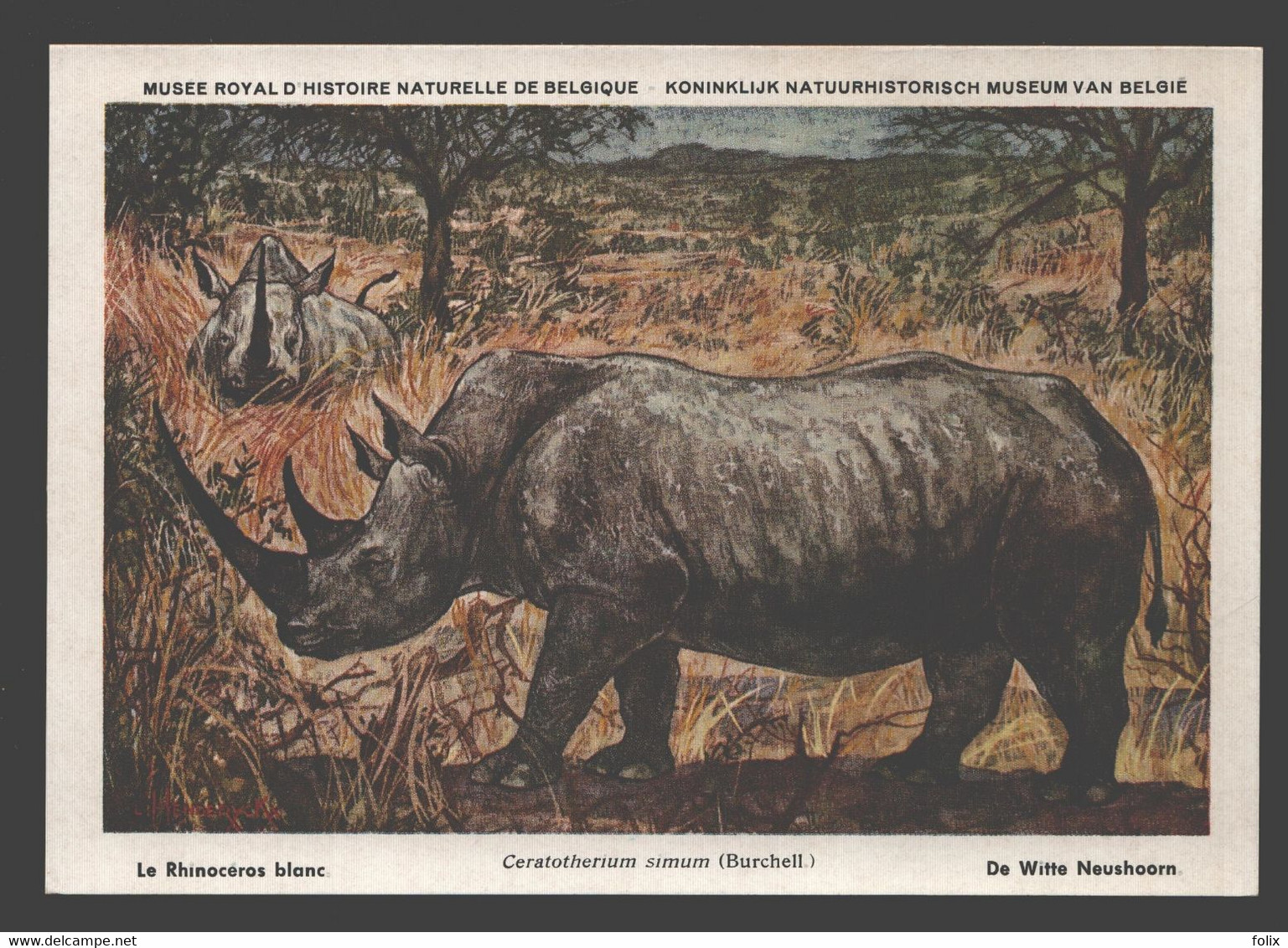 Le Rhinoceros Blanc / Witte Neushoorn - Musée Royal D'histoire Naturelle De Belgique - Rhinoceros