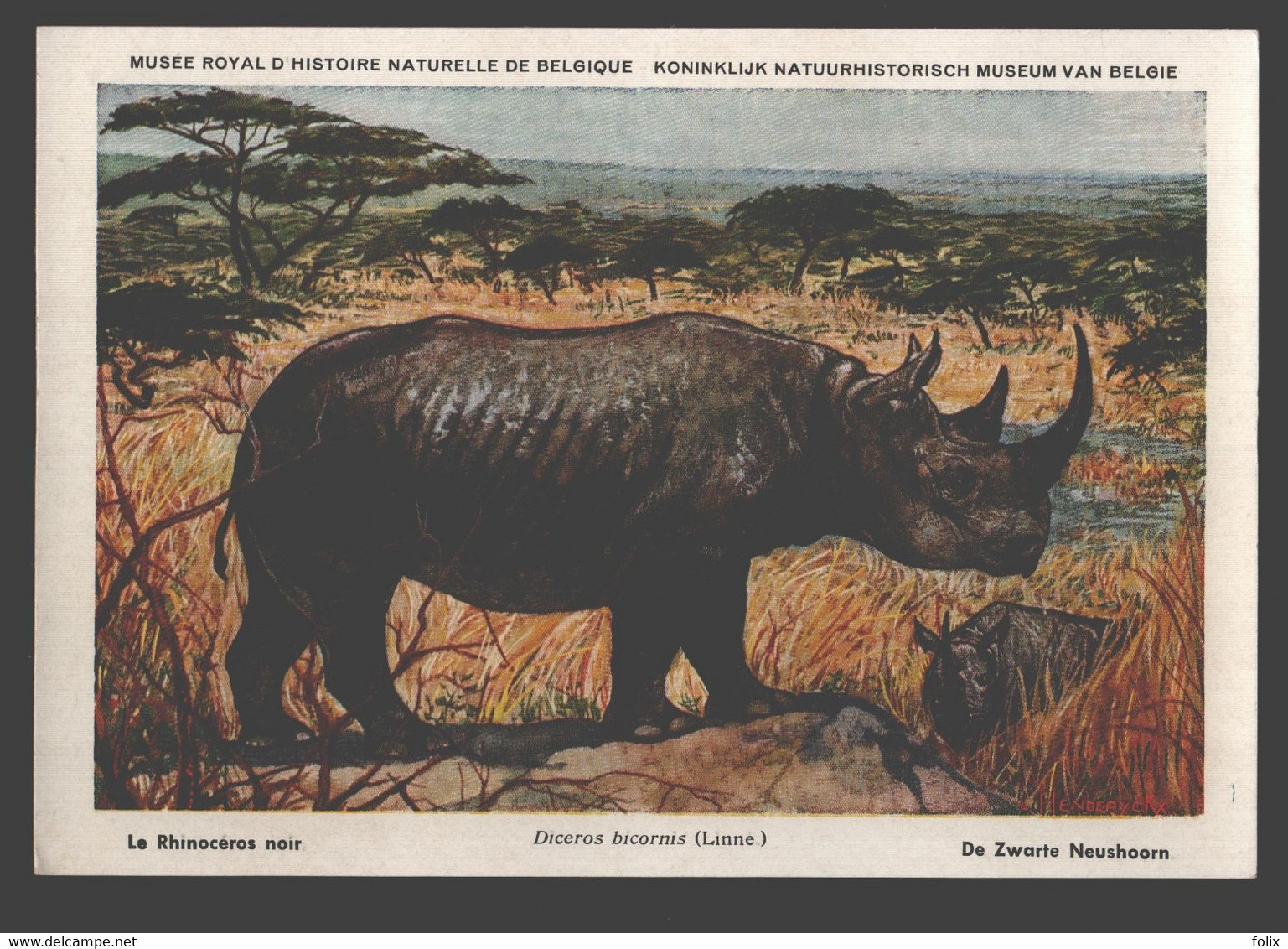 Le Rhinoceros Noir / Neushoorn - Musée Royal D'histoire Naturelle De Belgique - Rhinozeros