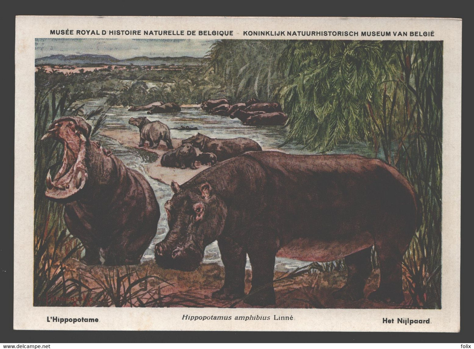 L'Hippopotame / Nijlpaard - Musée Royal D'histoire Naturelle De Belgique - Hippopotames