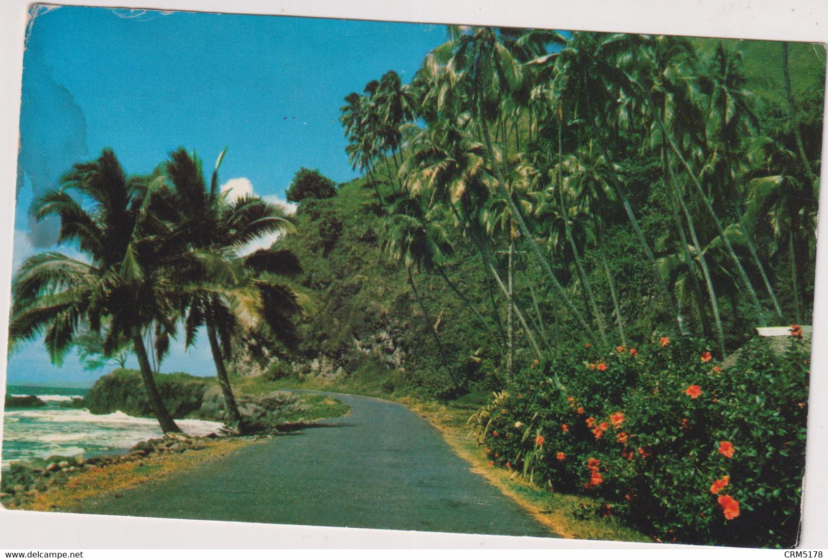 TP N°31-36-OB-TIPUTA -CAD TIPUTA-S/CPSM TAHITI-MAHINEcôte Est Route-arbres - Gebraucht