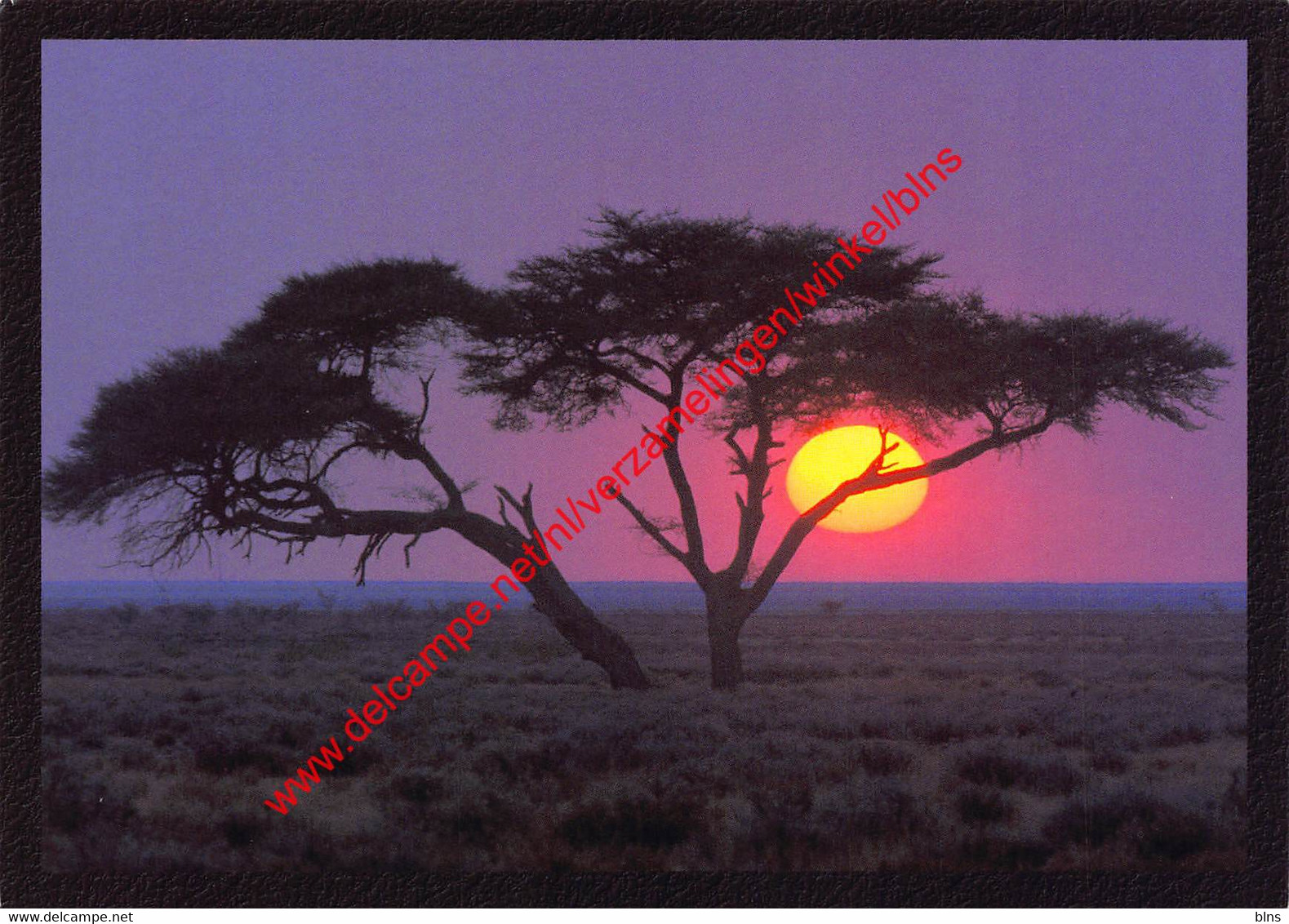 Namibia - Lone Acacia Tree At Sunrise In Etosha - Namibia