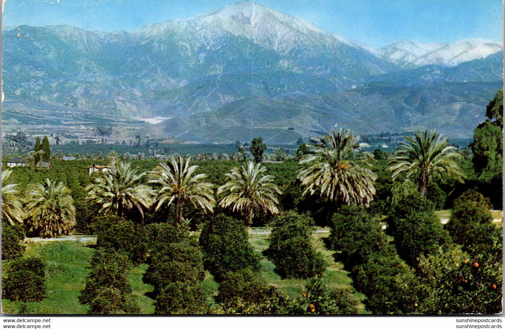 California San Bernardino Orange Groves And Snow Capped Mountains 1954 - San Bernardino