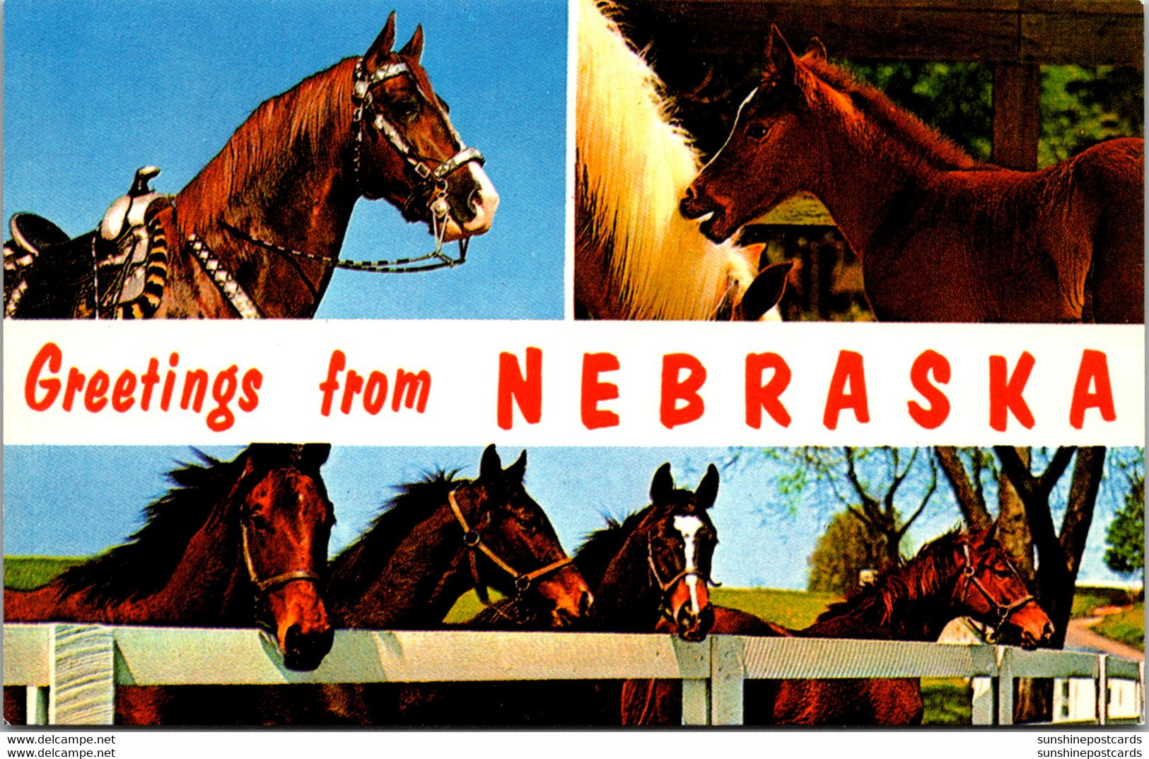 Greetings From Nebraska With Horses - Souvenir De...