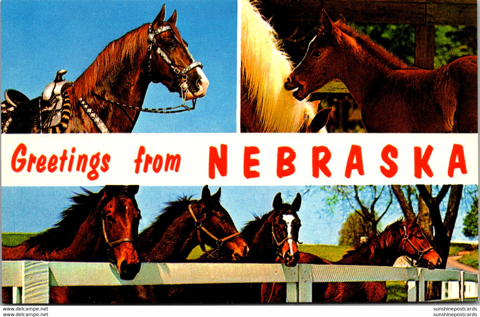 Greetings From Nebraska With Horses - Souvenir De...