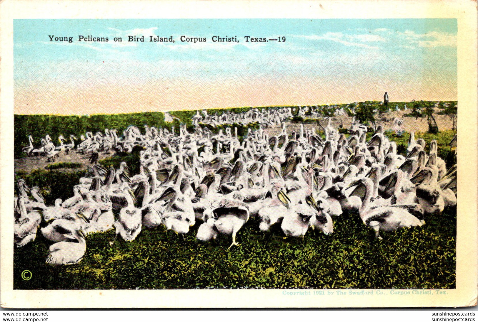 Texas Corpus Christi Young Pelicans On Bird Island - Corpus Christi