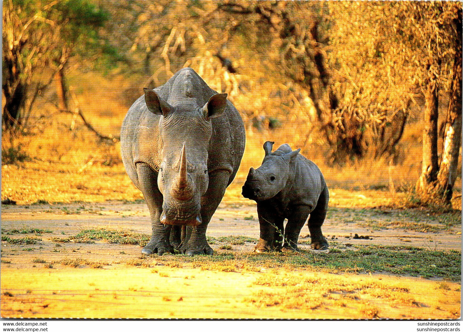 White Rhinoceros With Calf MalaMala Mpumalanga South Africa - Rhinoceros