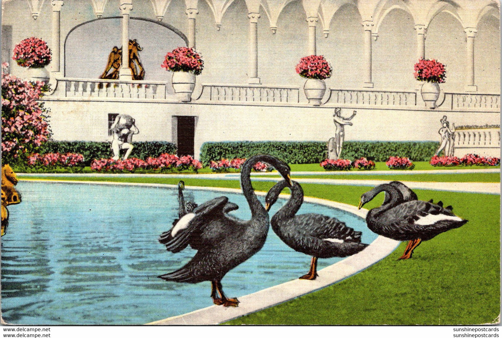 Florida Sarasota Ringling Art Museum Black Swans - Sarasota