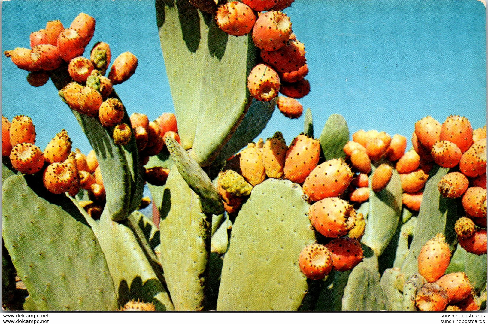 Cactus Prickley Pear Cactus Bearing Fruit - Cactus