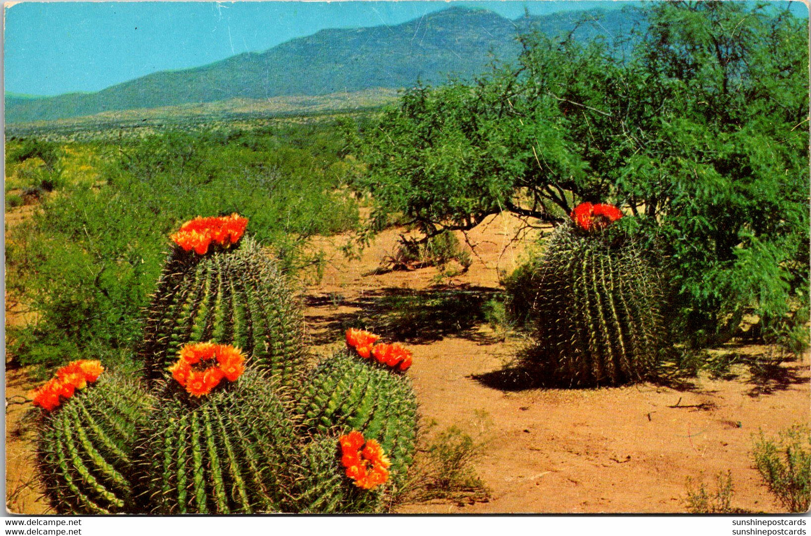 Barrel Cactus On The Desert - Cactus