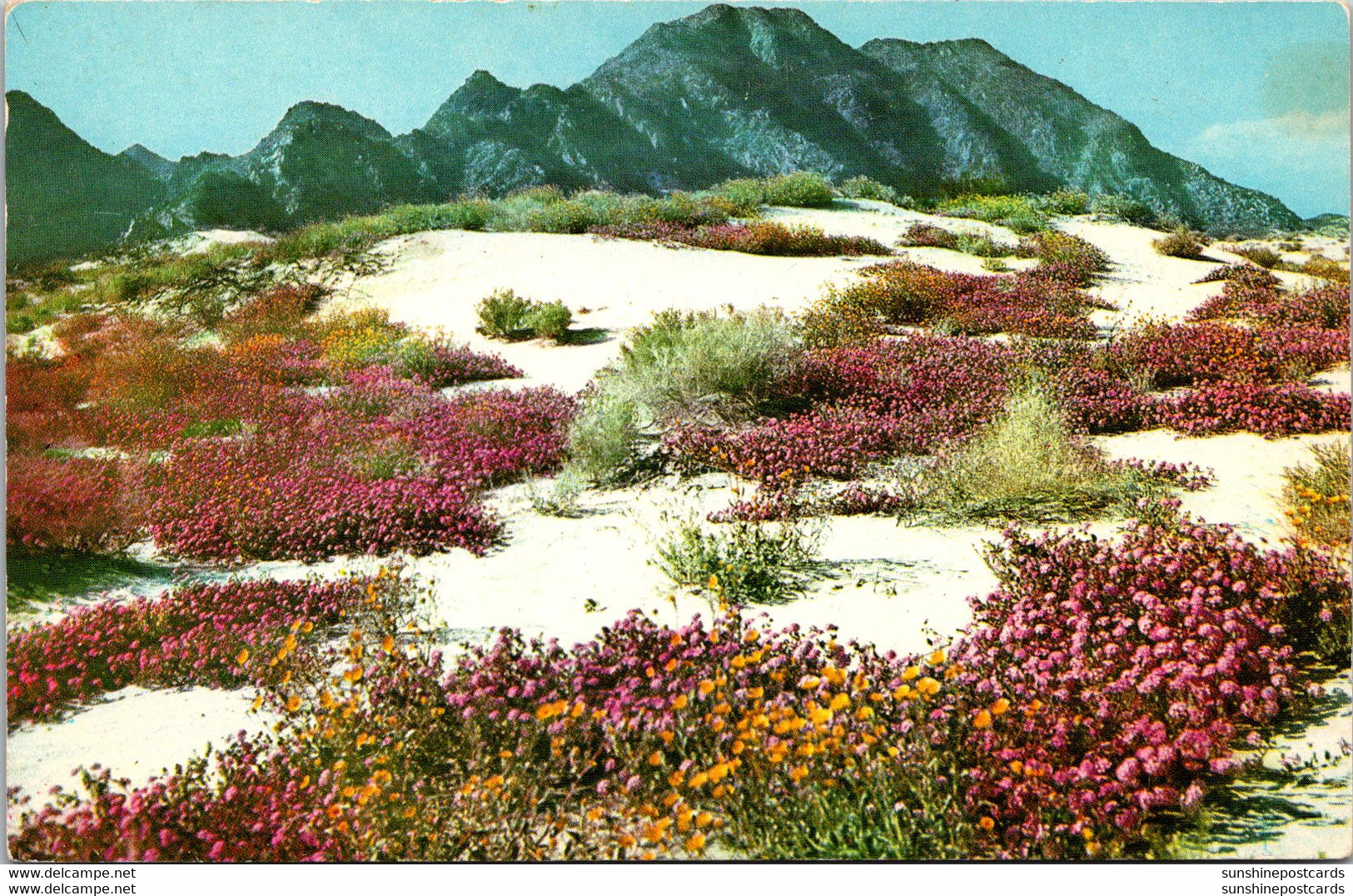 Cactus Desert Verbenas In Bloom In Springtime - Cactusses