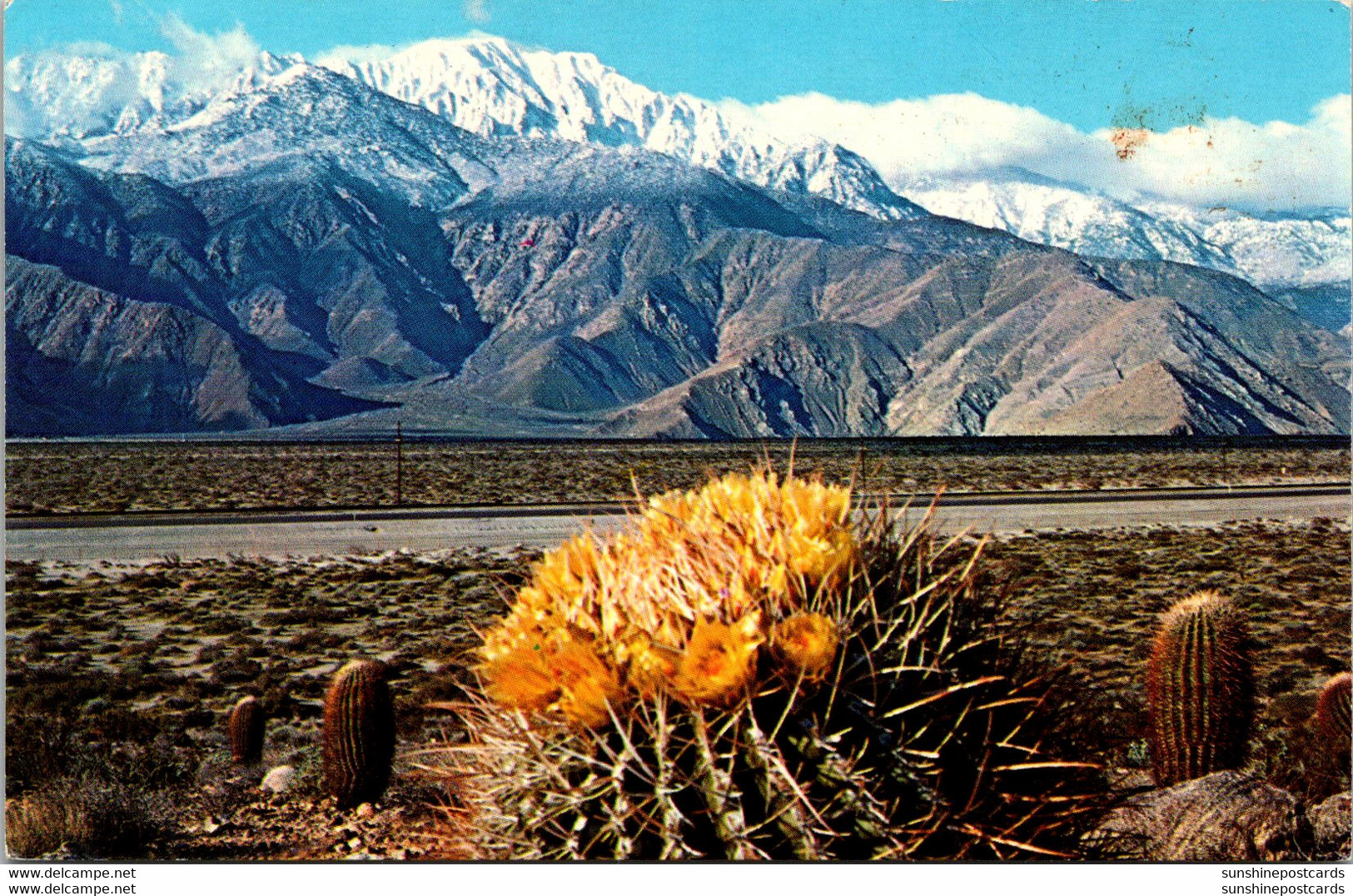 Cactus Barrel Cactus In Bloom - Cactusses