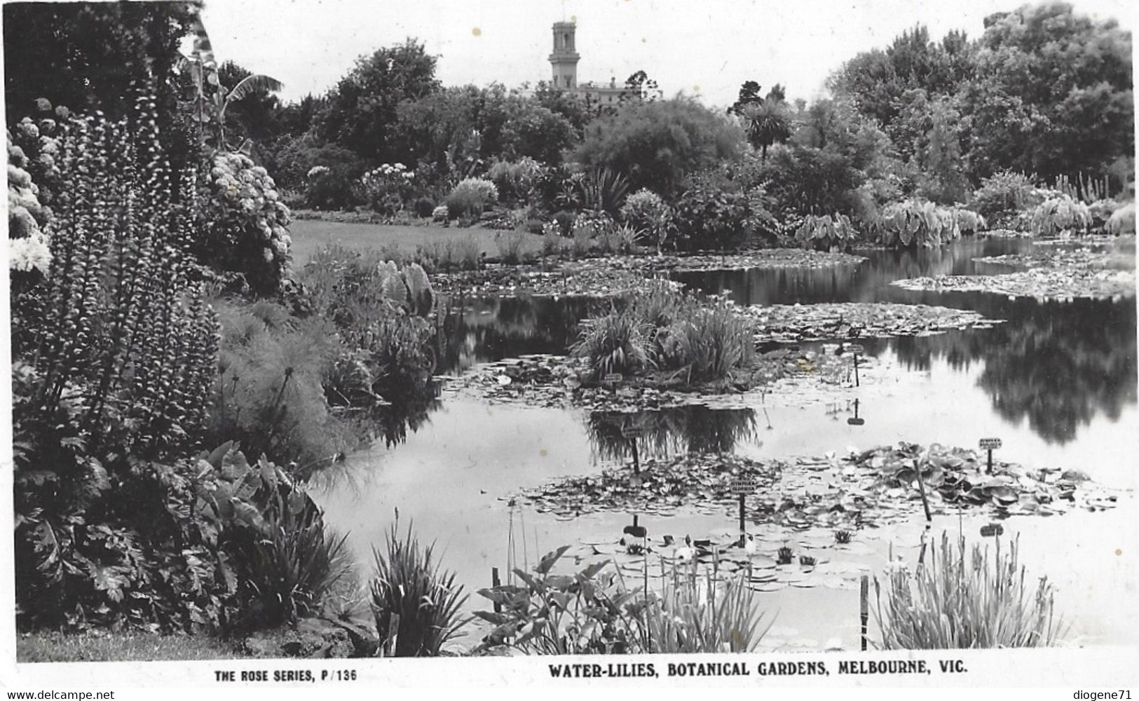 Water-Lilies Botanical Gardens Melbourne - Melbourne